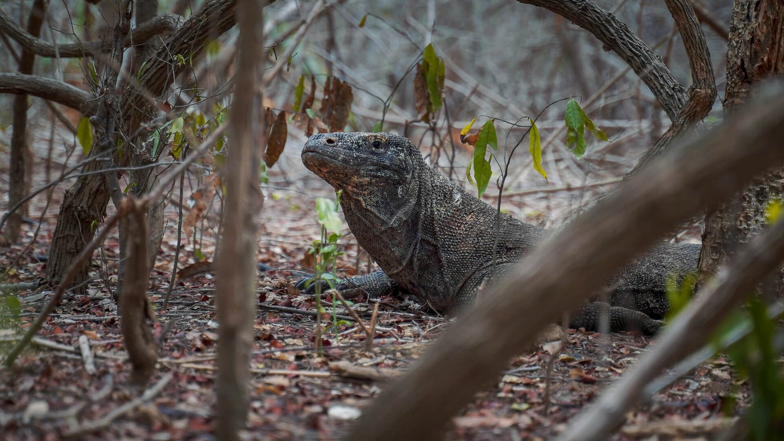 luxury komodo tour experience